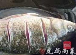 草鱼汤的做法图解1