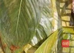 果蒸与咸肉粽子的做法图解8