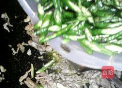 小青椒炒里脊的做法图解8