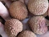 荔枝干