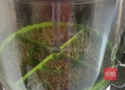芽苗菜的做法图解5
