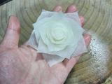 雕刻月季花