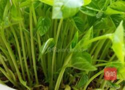 自培芽菜的做法图解5
