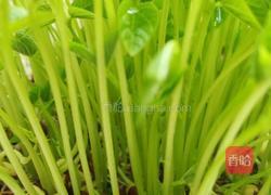 自培芽菜的做法图解6