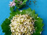 自制绿豆芽