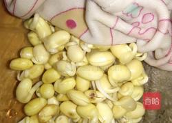 自发黄豆芽的做法图解5