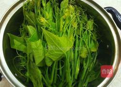 白灼丝瓜尖的做法图解2