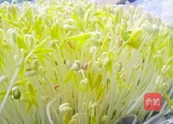 绿豆芽的做法图解5