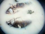 鲫鱼汤