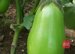 炸茄子的做法图解1