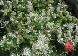 花生米韭菜花的做法图解1