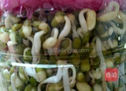 绿豆芽的做法图解5