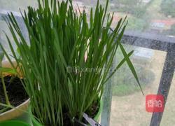 鲜麦草鸡蛋饼的做法图解1