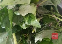 拌红薯叶的做法图解1