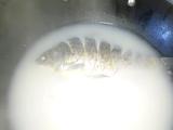 鲫鱼汤