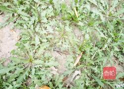 野生芥菜玉米团子的做法图解1