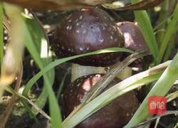大球盖菇炒肉的做法图解1