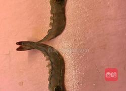肉糜蒜蓉粉丝蒸虾的做法图解2