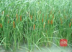 蒲菜肉丝小炒～的做法图解1