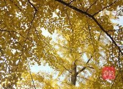 红豆糯米糍的做法图解2