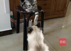 红烧黄花鱼的做法图解8