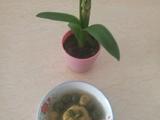 红薯和抹菜汤园