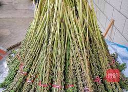 芝麻核桃粉的做法图解1