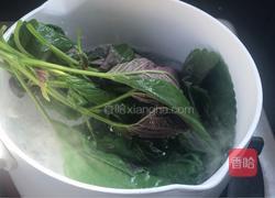 紫苏冰糖水的做法图解3