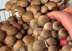 入口滑嫩、菌菇鲜香的菌菇滑蛋真的绝了～超简单哟～的做法图解1