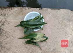 枇杷膏的做法图解3