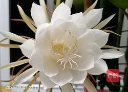 昙花炒鸡蛋的做法图解1