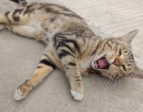 招财猫[图]