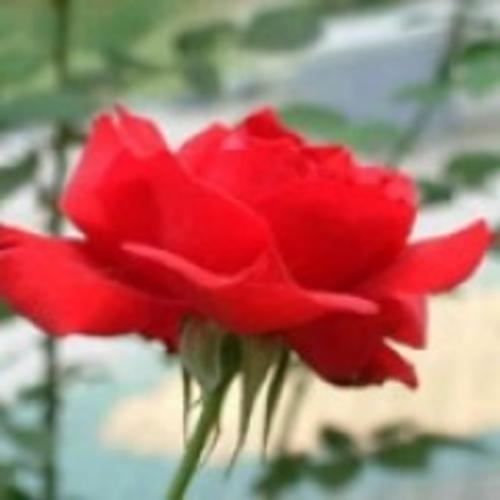 玫瑰花[图]