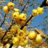 腊梅花的做法大全[图]