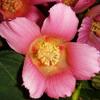 芙蓉花的做法大全[图]